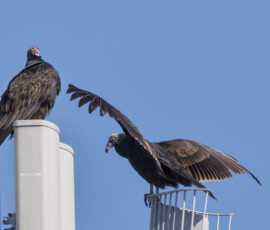 Two Turkey Vultures. One sitting on a pole, one has it's wings extended as it sits on a rail.