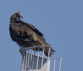 Turkey Vulture sitting on a pole looking back