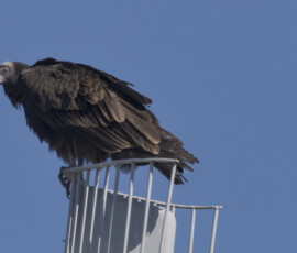 Turkey Vulture looking forward.
